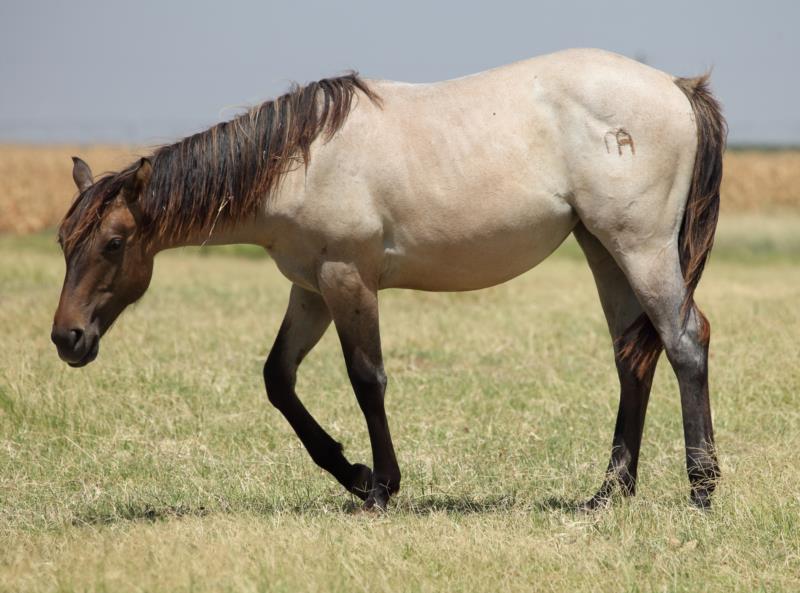 Salty Sophy Hancock's 2023 Roan Filly - UNDER CONTRACT   SALE PENDING